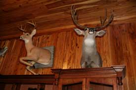 Locally Amish Custom Made Gun Cabinet Wall Unit Upper Crown Closeup with Mounted Deer